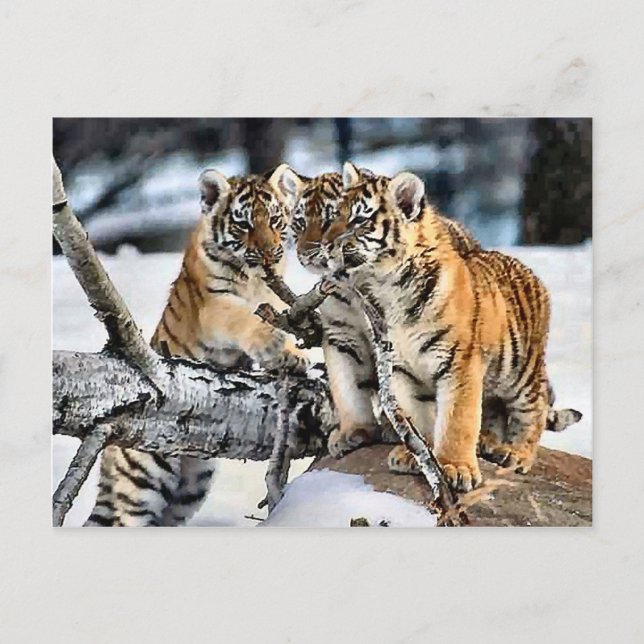 Three Tiger Cubs In Snow Art Gifts Postcard (Front)