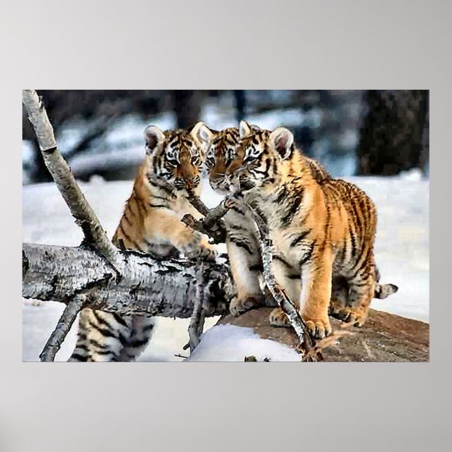 Three Tiger Cubs In Snow Art Gifts Poster (Front)