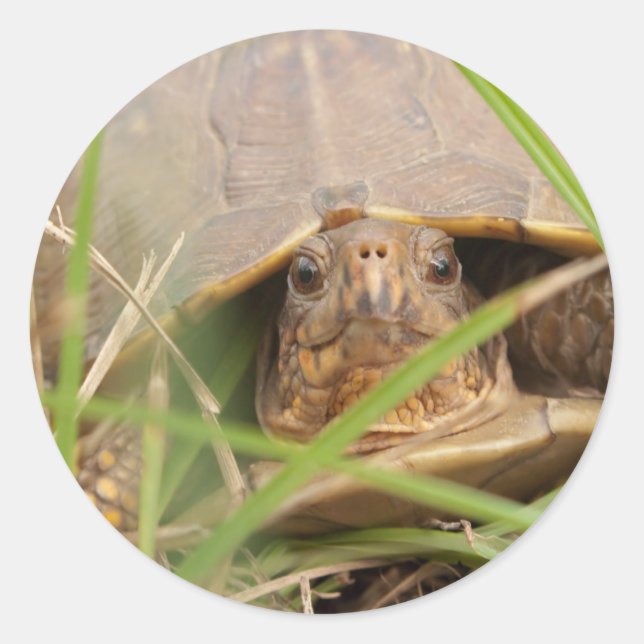 Three-toed Box Turtle Classic Round Sticker (Front)