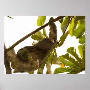 Three Toed Sloth in Costa Rica Poster