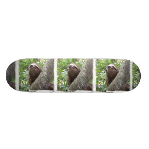 Three Toed  Sloth Skateboard