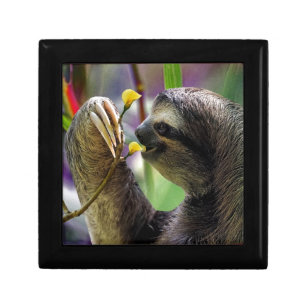 Three-Toed Tree Sloth Gift Box