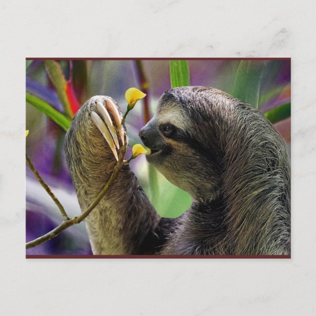 Three-Toed Tree Sloth Postcard (Front)