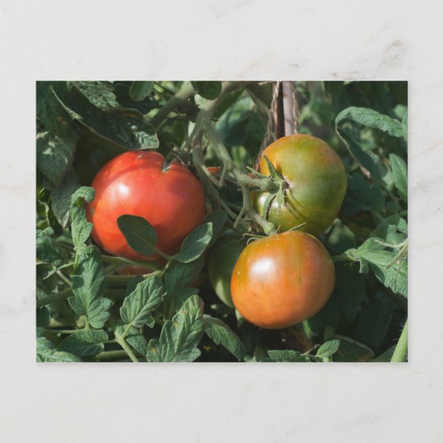 Three Tomatoes Postcard (Front)