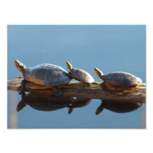 Three Turtles on a Log Photo Enlargement Print