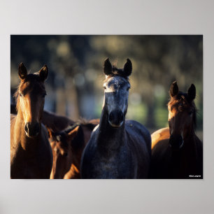 Three Warmbloods Standing together backlit Poster