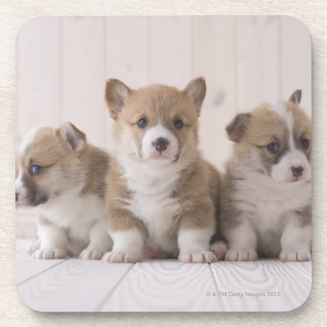 Three Welsh Corgi Coaster (Front)