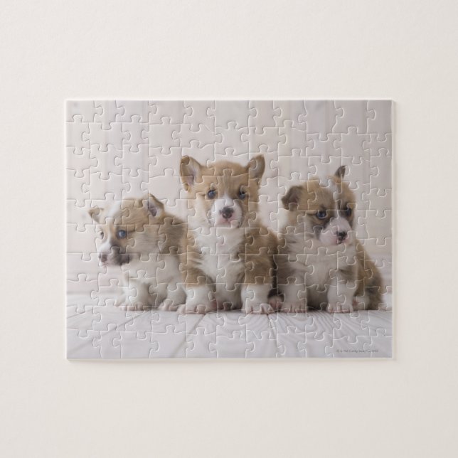 Three Welsh Corgi Jigsaw Puzzle (Horizontal)