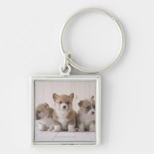 Three Welsh Corgi Keychain