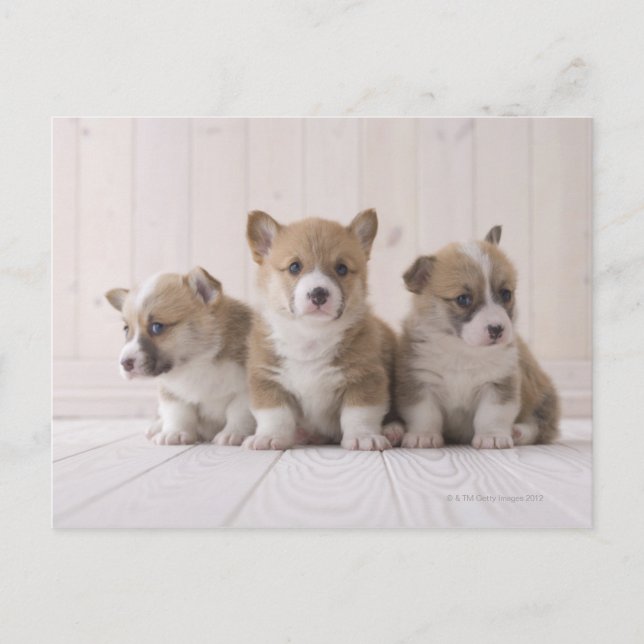 Three Welsh Corgi Postcard (Front)