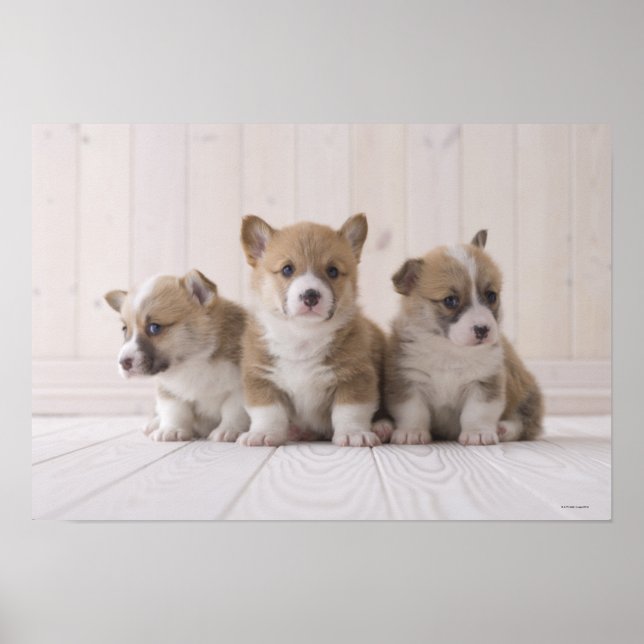 Three Welsh Corgi Poster (Front)