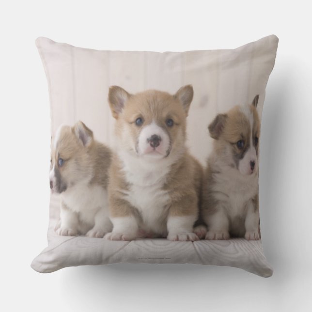 Three Welsh Corgi Throw Pillow (Front)