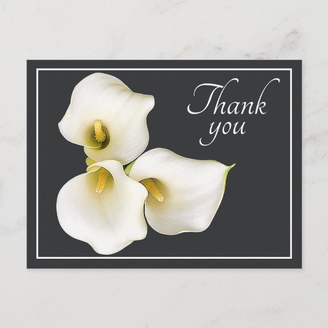 Three White Calla Lilies Grey Backdrop Thank You Postcard (Front)