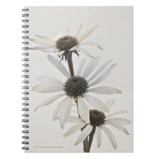Three White Cone Flowers Notebook