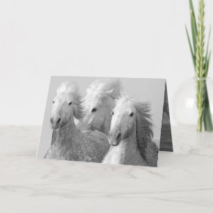 Three White Horses Horse Greeting Card