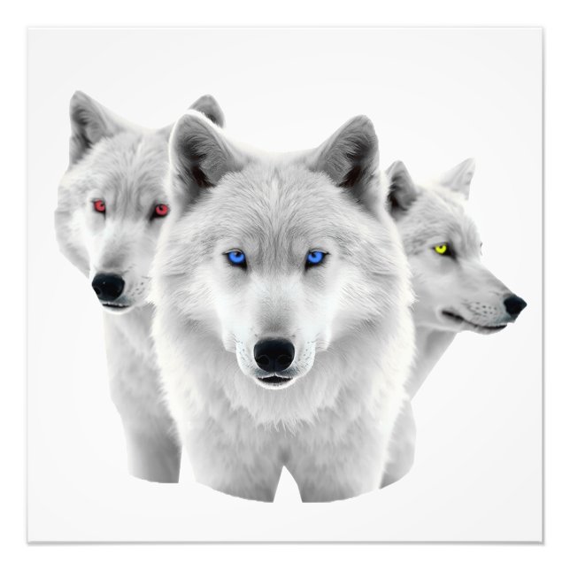 Three White Wolves Photo Print (Front)