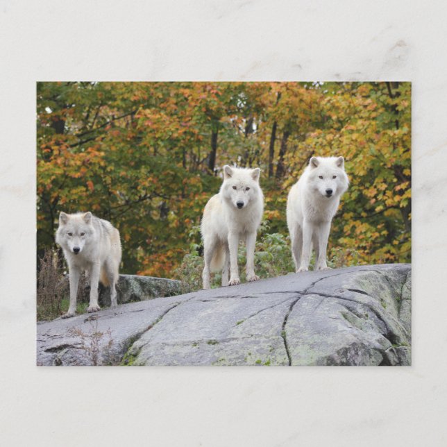 Three Wolves Postcard (Front)