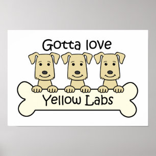 Three Yellow Labs Poster