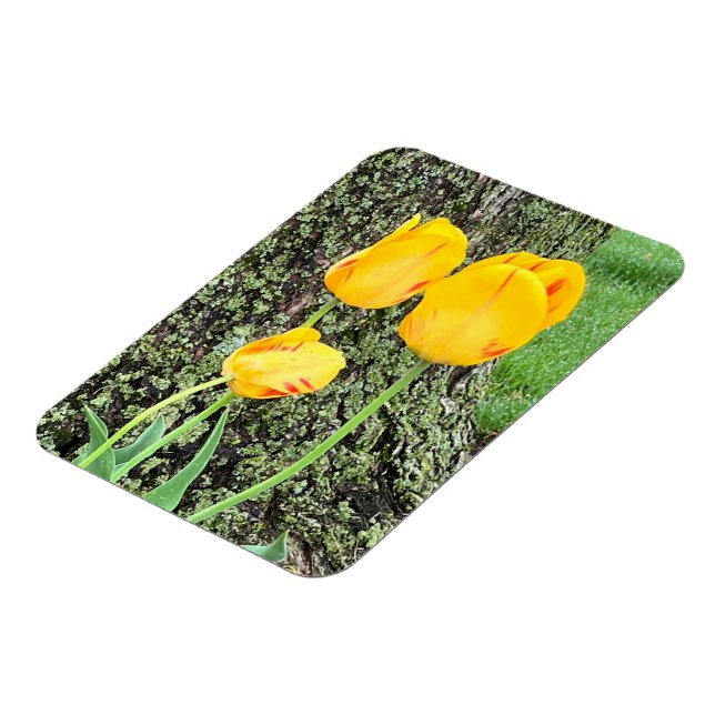 Three Yellow Tulips / Flexible Magnet (Left Side)