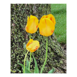 Three Yellow Tulips / Poster