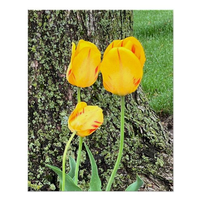 Three Yellow Tulips / Poster (Front)