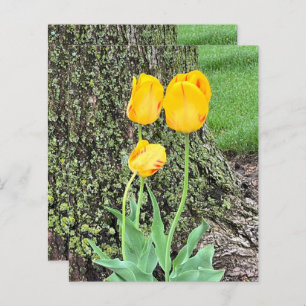 Three Yellow Tulips / Scrapbook Paper