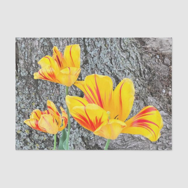 Three Yellow Tulips Sequel /  Tissue Paper (Front)