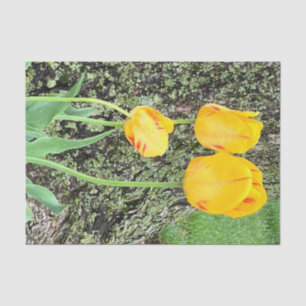 Three Yellow Tulips / Tissue Paper