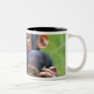 Three young Chimpanzees (Pan troglodytes) in Two-Tone Coffee Mug
