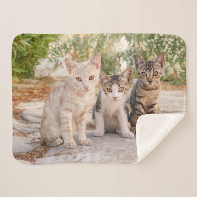 Three young cute cat kittens sit friendly together sherpa blanket (Front (Horizontal))