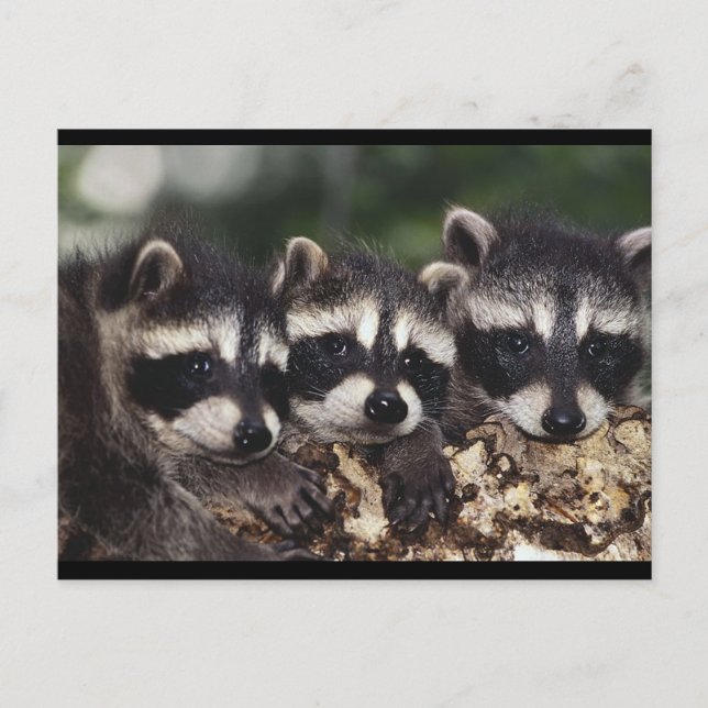 Three Young Raccoons Postcard (Front)