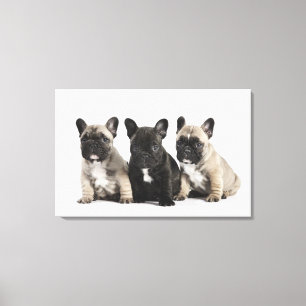 Threee Pedigree Puppies Canvas Print