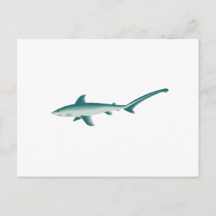 Thresher Shark Postcard