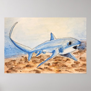 Thresher Shark Poster