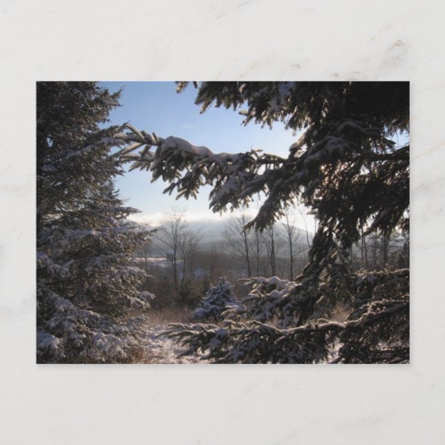 through conifers postcard (Front)