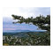 Through the Boughs of a Pine