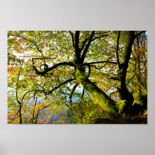 Through the Leaves at Kilronan 3 Poster