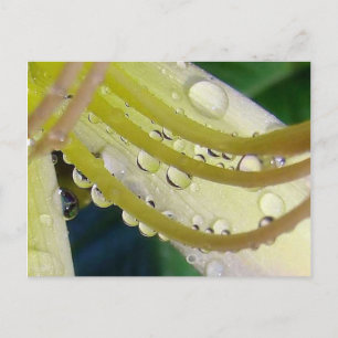 Through the Looking Glass Postcard