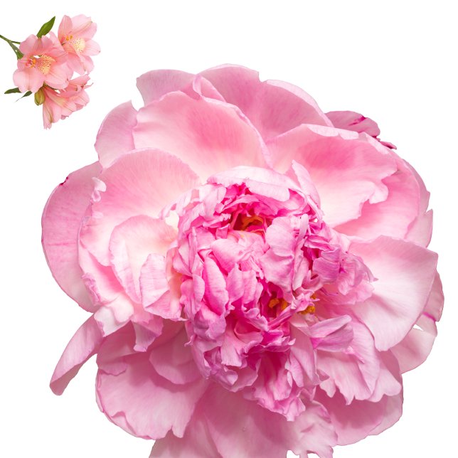 Throw Pillow (Nice pillow
https://www.zazzle.com/throw_pillow-256753760146163943)