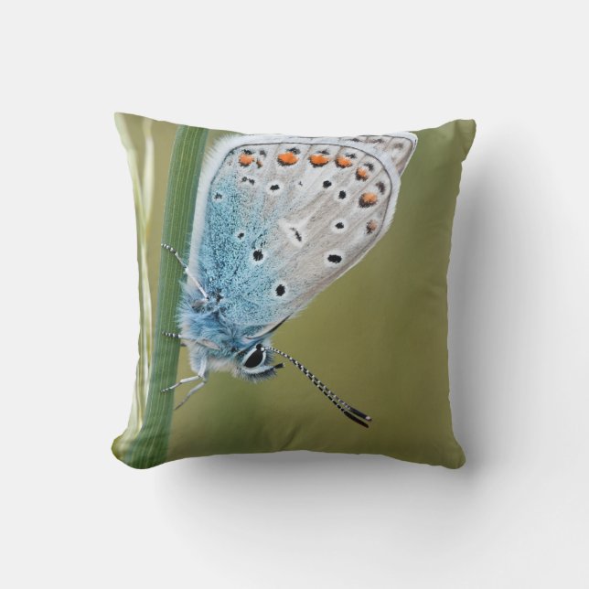 Throw Pillow 16" x 16" (Front)
