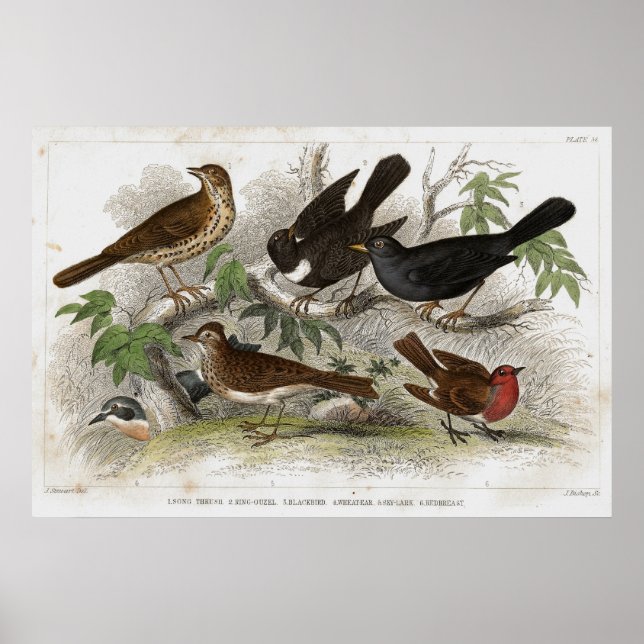 Thrush Antique Lithograph print (Front)