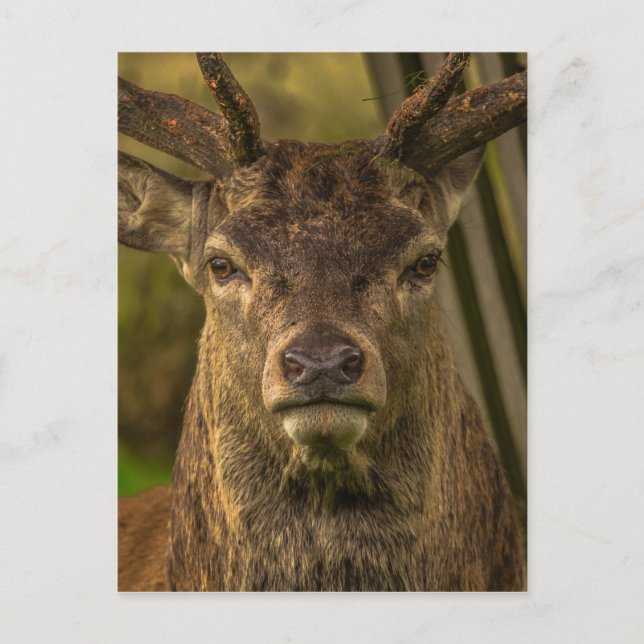 Thug deer postcard (Front)