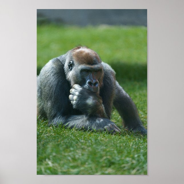 Thumb Sucking Gorilla Poster (Front)