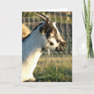 Thumbelina The Goat Card