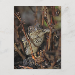 Thumbs Down Postcard