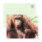 Thumbs Up Orangutan Mom and Baby