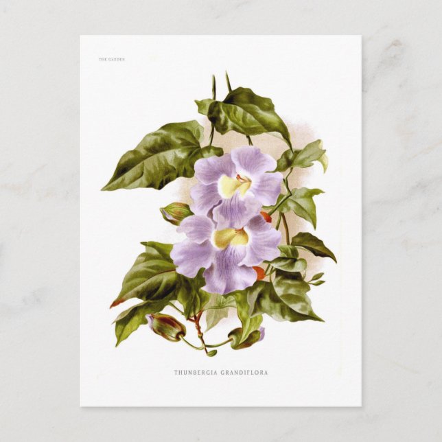 Thunbergia grandiflora postcard (Front)