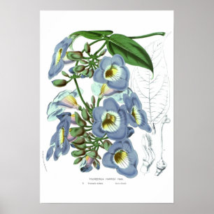 Thunbergia harrisii poster