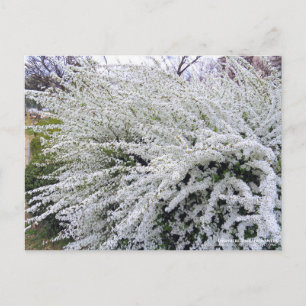 Thunberg's meadowsweet : Carte postale