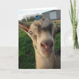 Thunder at One-Week-Old Card